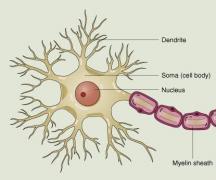Nervu šūna veic