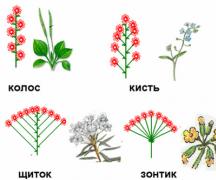 Схемы соцветий и как они называются